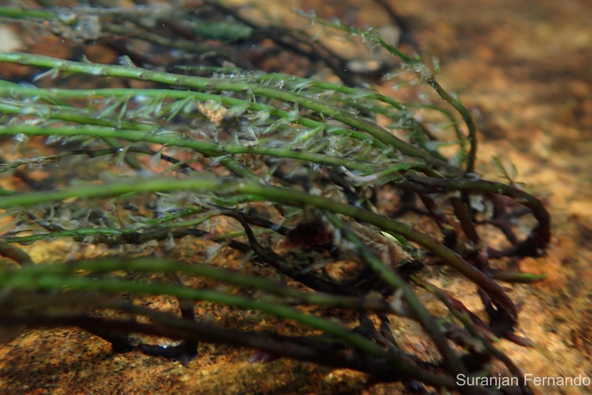 Polypleurum elongatum (Gardner) J.B.Hall